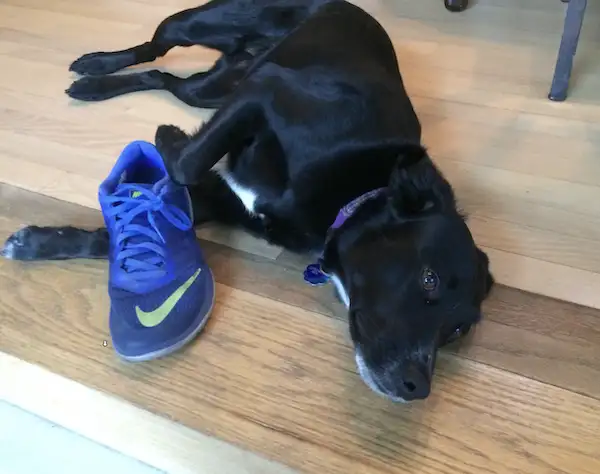 A dog that our Lewisville Tow Truck Driver saved while on the call